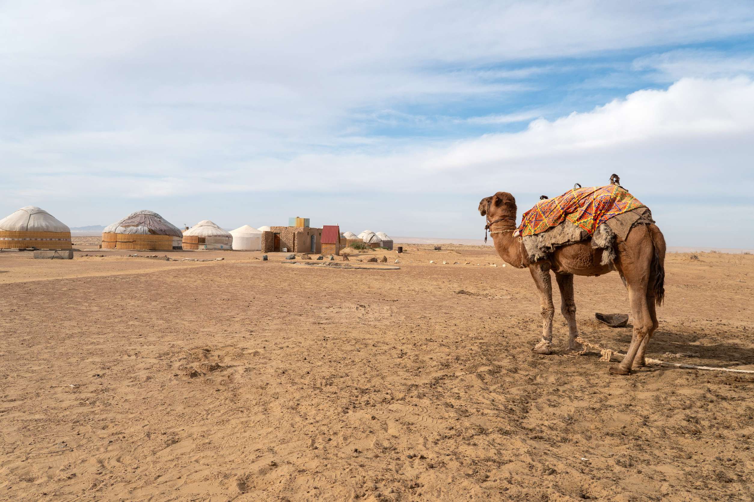 A Camel waiting next to some Yurt Camps