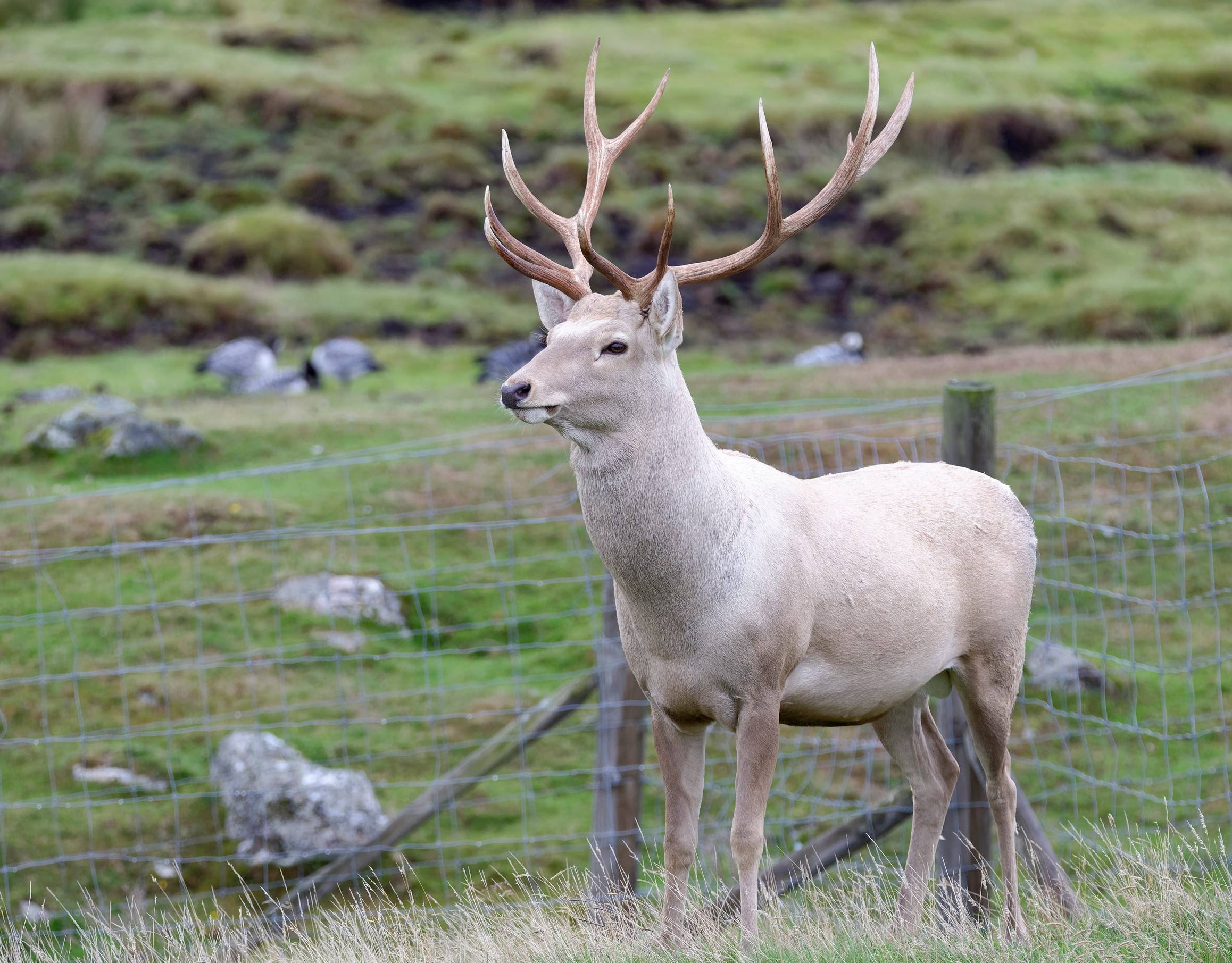 A Male Bukhara Buck staring in the distance