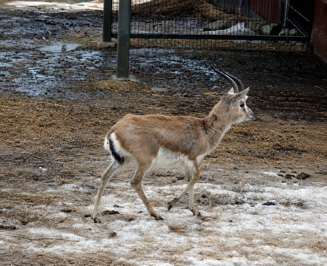 A Male Goitered Gazelle walking in an enclosure
