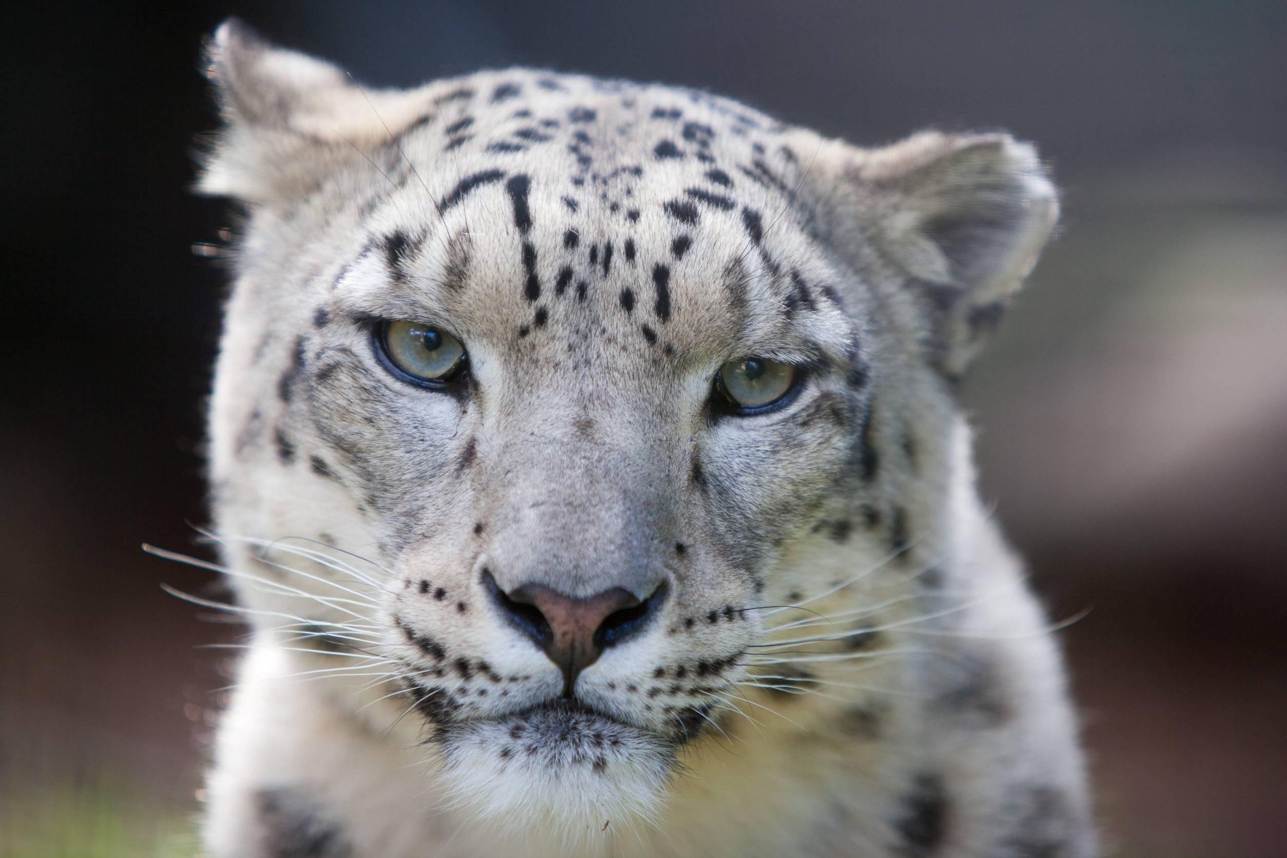 Close-up view of a Snow Leopard